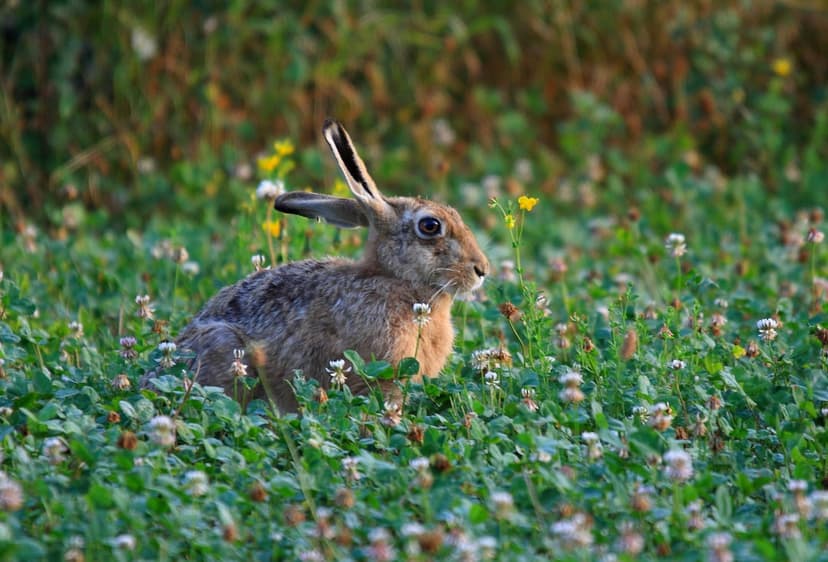 Brown hare with long ears sits among green clover and white wildflowers in a soft, sunlit meadow setting.