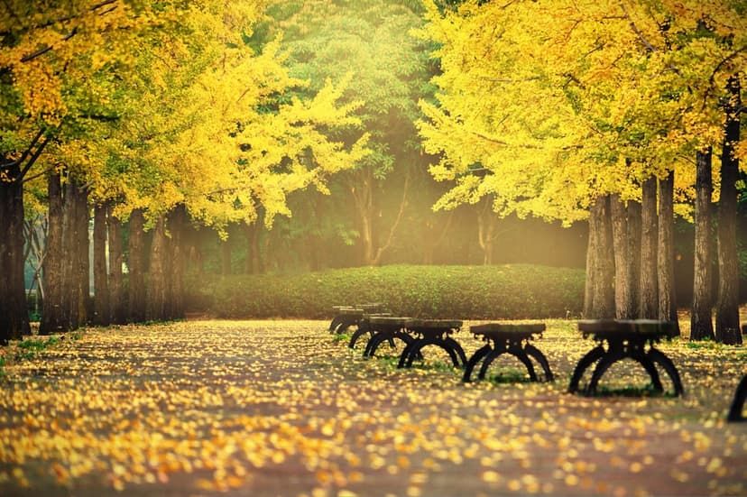 Yellow ginkgo trees line a pathway covered in fallen golden leaves with park benches under soft autumn sunlight.