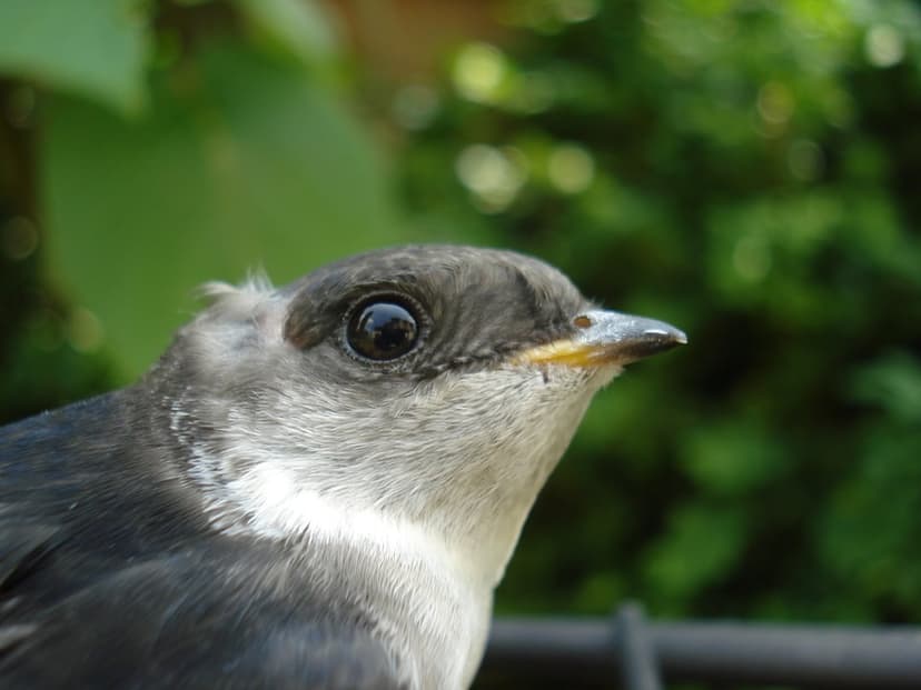 Gray songbird head with a dark eye and sharp beak rests against a blurred green forest background in macro.