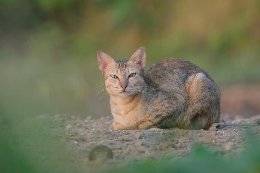 Tabby cat with emerald eyes lies on dusty ground with a soft bokeh background of green plants in natural light.
