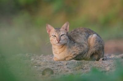 Serene Tabby Cat Resting in Nature Phone Wallpaper