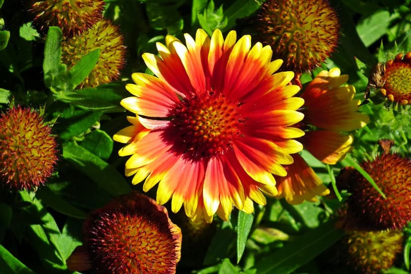 Gaillardia pulchella flower with red and yellow petals glows in bright sunlight against a green leaf background.