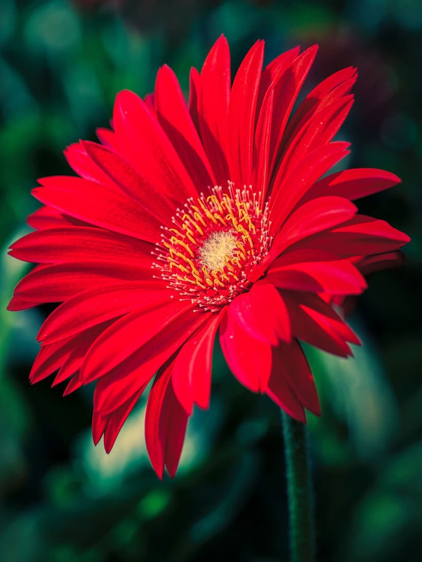 Red Gerbera daisy petals surround a yellow stamen-filled center against a dark green blurred foliage background.