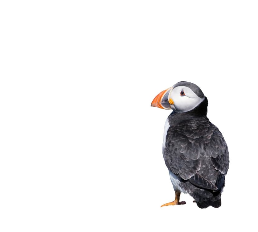 Atlantic Puffin with a large orange beak and black and white feathers stands against a solid white background.