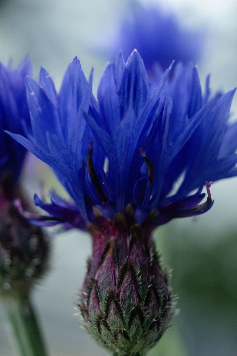 Blue cornflower petals with serrated edges surround a dark purple fuzzy bud against a soft green background.