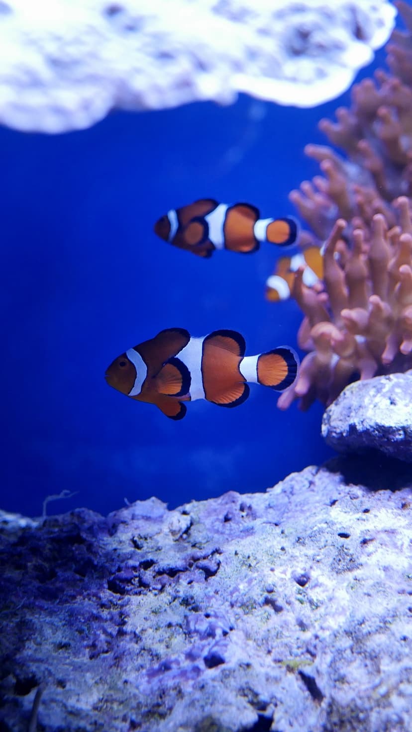 Orange and white clownfish swim near textured coral polyps in clear blue ocean water during a bright sunny day.