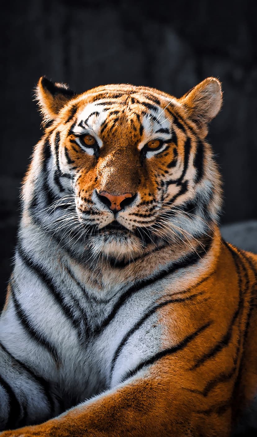 Bengal tiger with piercing amber eyes and intricate stripes gazes forward against a dark, moody background.
