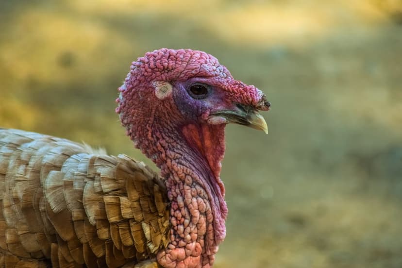 Wild turkey with reddish-purple wattles and a dark eye against a blurred brown background in a close-up profile.