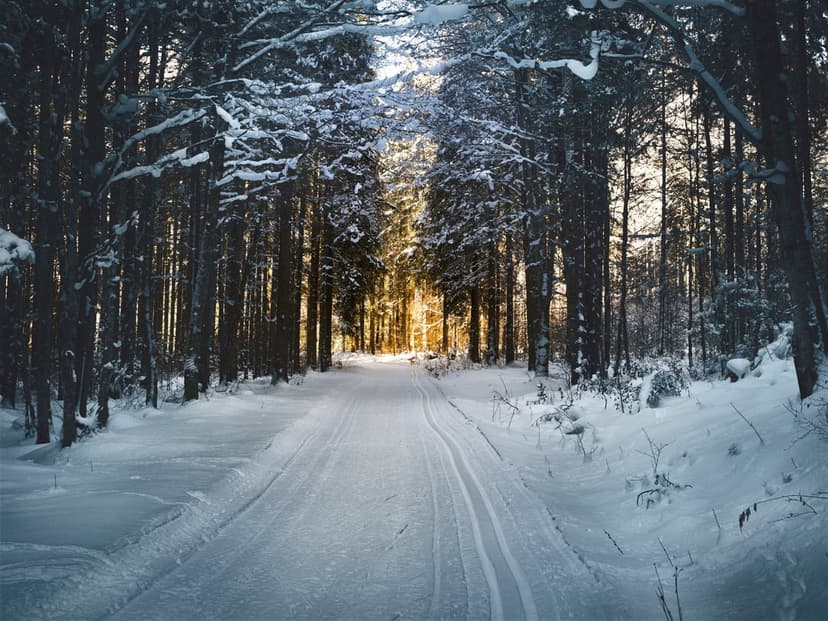Snow-covered forest path illuminated by golden sunlight filtering through pine trees in a tranquil winter scene.