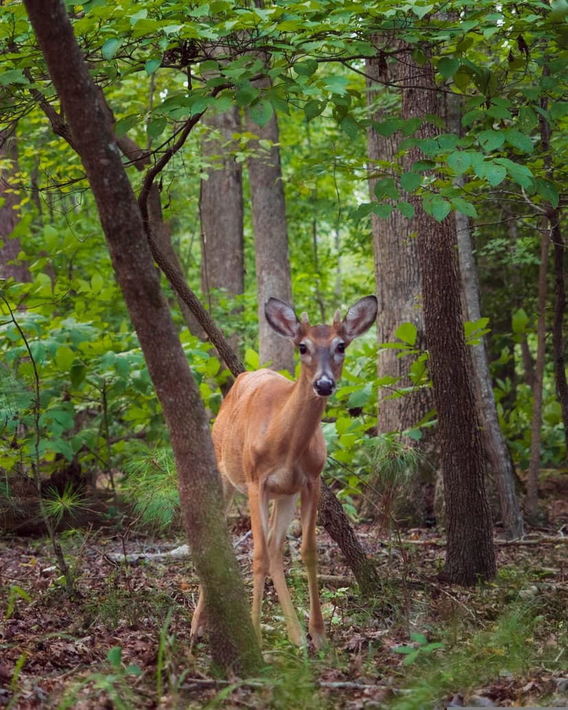 Young deer standing alert in a lush green forest with dappled sunlight filtering through the dense tree canopy.