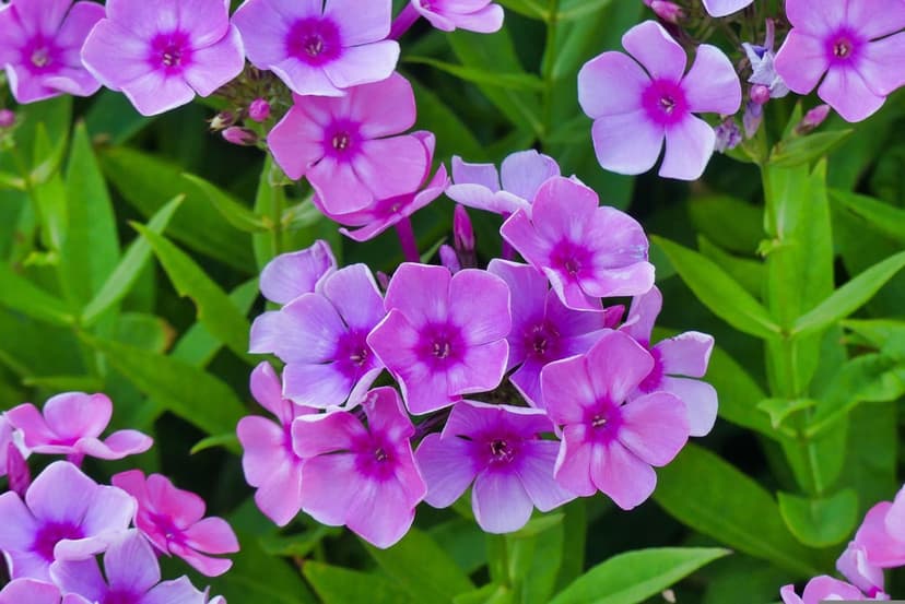 Cluster of pink phlox blossoms featuring dark magenta centers against a soft-focus green foliage background.
