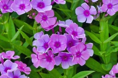 Vibrant Pink Phlox Flowers Blooming in Garden