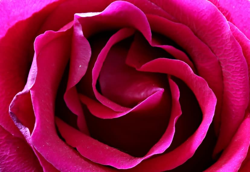 Magenta rose petals arranged in a tight spiral showing soft textures and highlights in a close-up macro view.