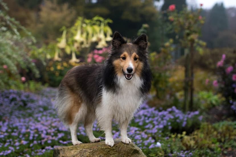Shetland Sheepdog with a fluffy mane stands on a rock surrounded by purple garden flowers and green leaves.