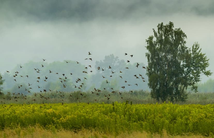 Blackbirds fly above a yellow wildflower field and a lone birch tree under a misty, overcast morning sky.