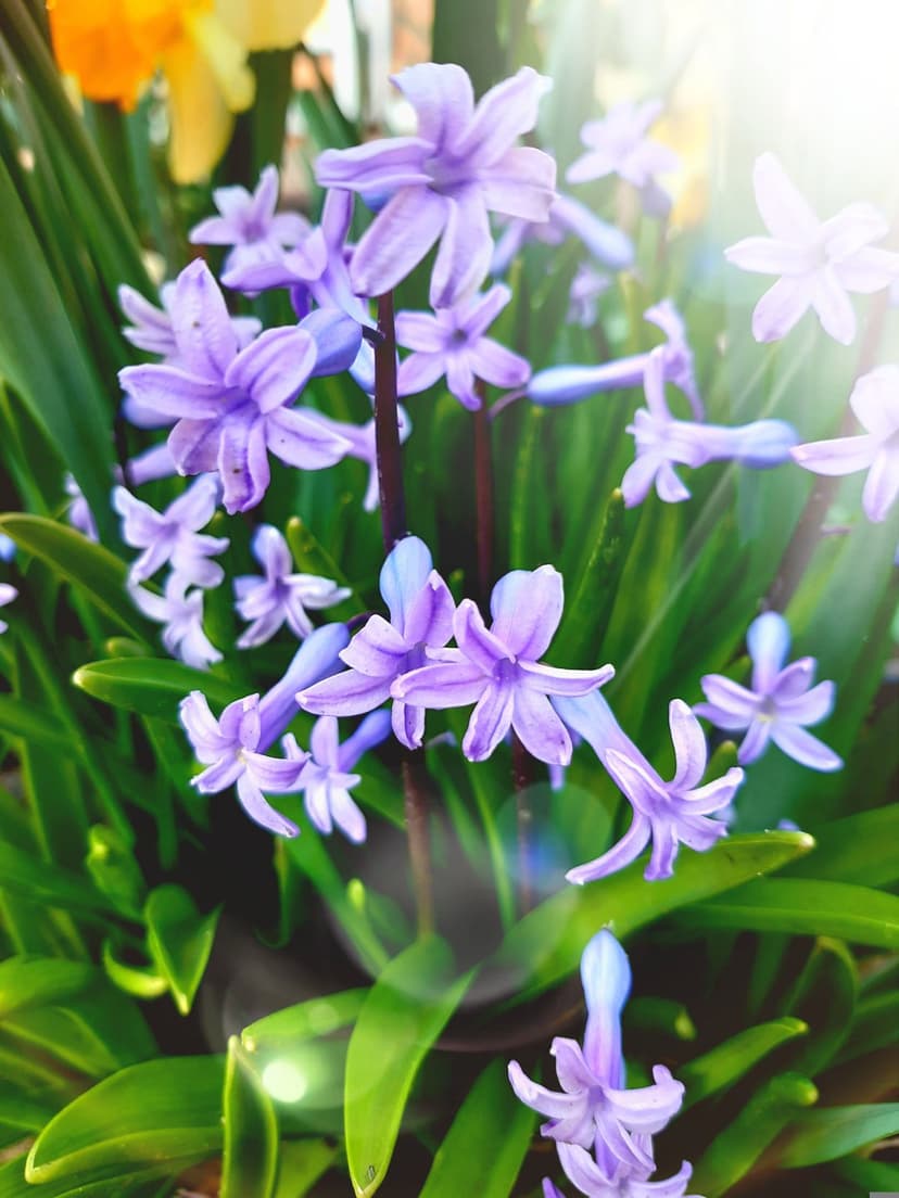 Purple hyacinth blossoms display detailed petals under warm sunlight with vibrant green leaves in a macro view.