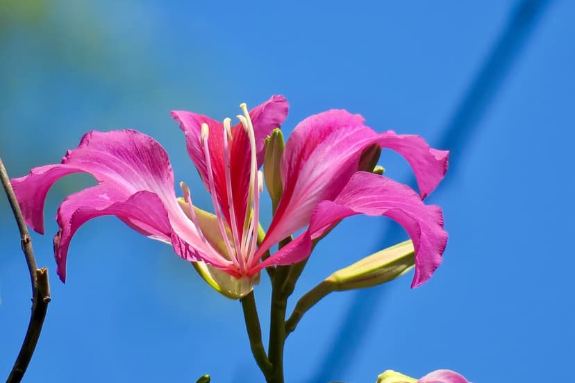 Pink Bauhinia flower with white stamens unfurls against a bright blue sky in a vertical macro nature shot.