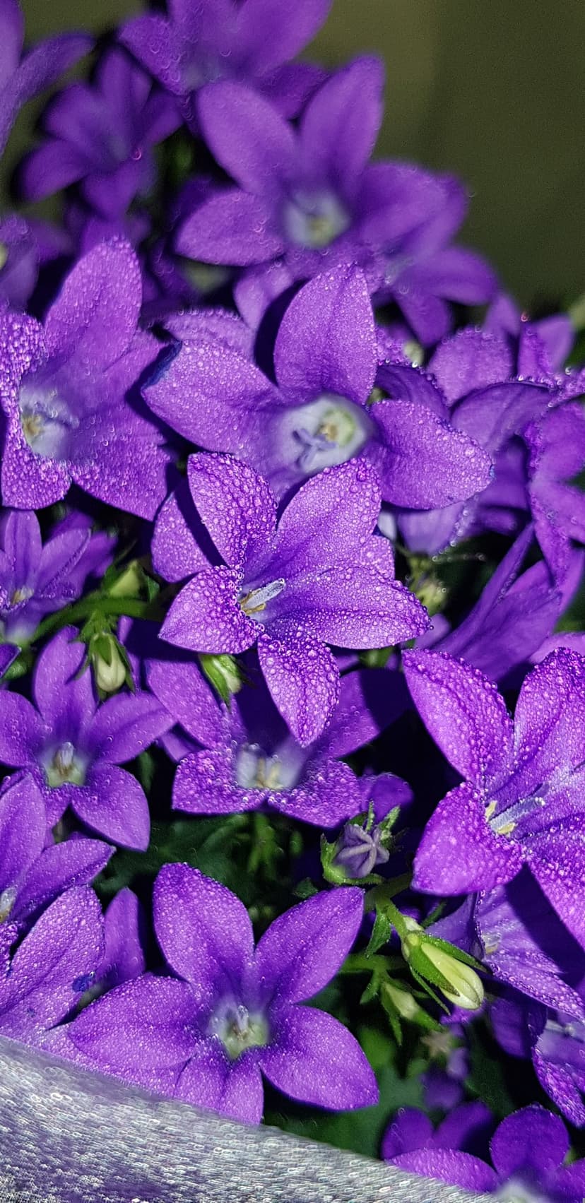 Purple campanula flowers with translucent water droplets on violet petals against a blurred green background.