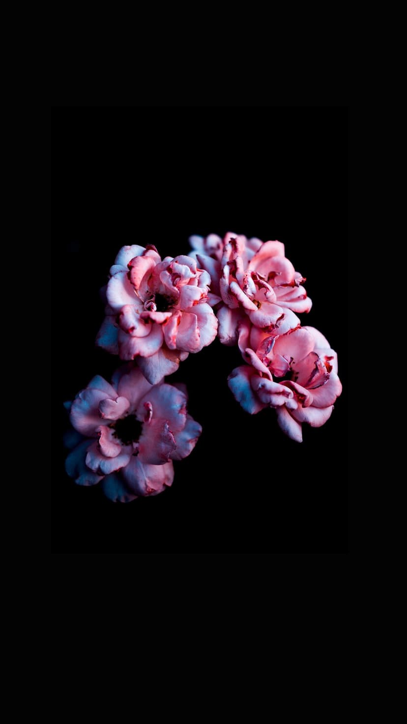 Pink and blue blossoms emerge from shadows with soft lighting highlighting their intricate, delicate petal details
