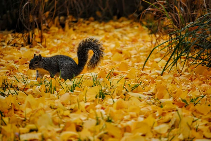 Squirrel with a bushy tail forages through a thick carpet of yellow autumn leaves and patches of green grass.