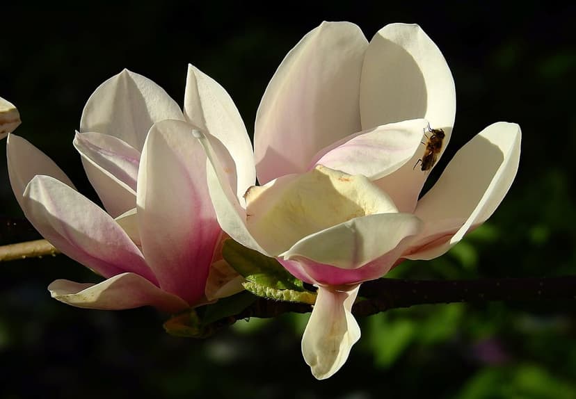 Honeybee perched on a soft pink and white magnolia petal with blurred garden foliage in the background.