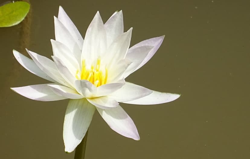 White Water Lily Bloom Phone Wallpaper Pond Background