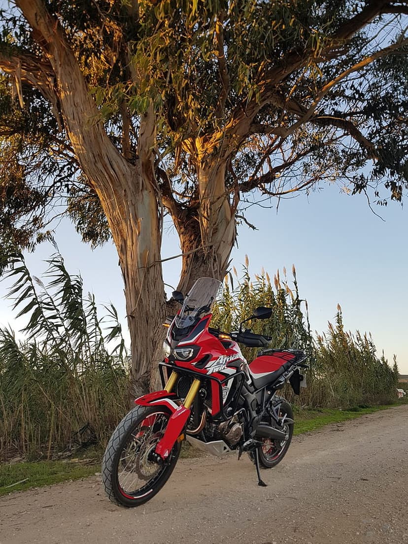 Red Honda Africa Twin motorcycle parked on a dirt trail beside a tall eucalyptus tree during golden hour sunlight.
