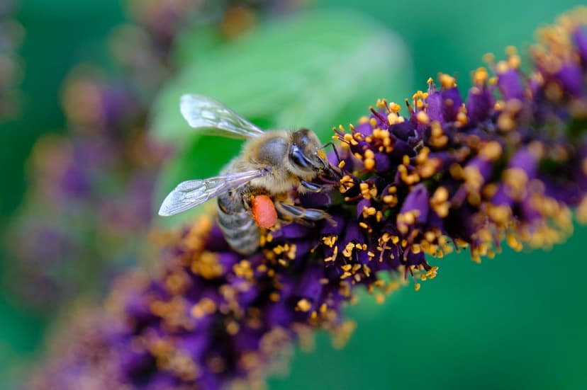 Honeybee with pollen-covered legs resting on a vertical purple flower spike against a soft green background.