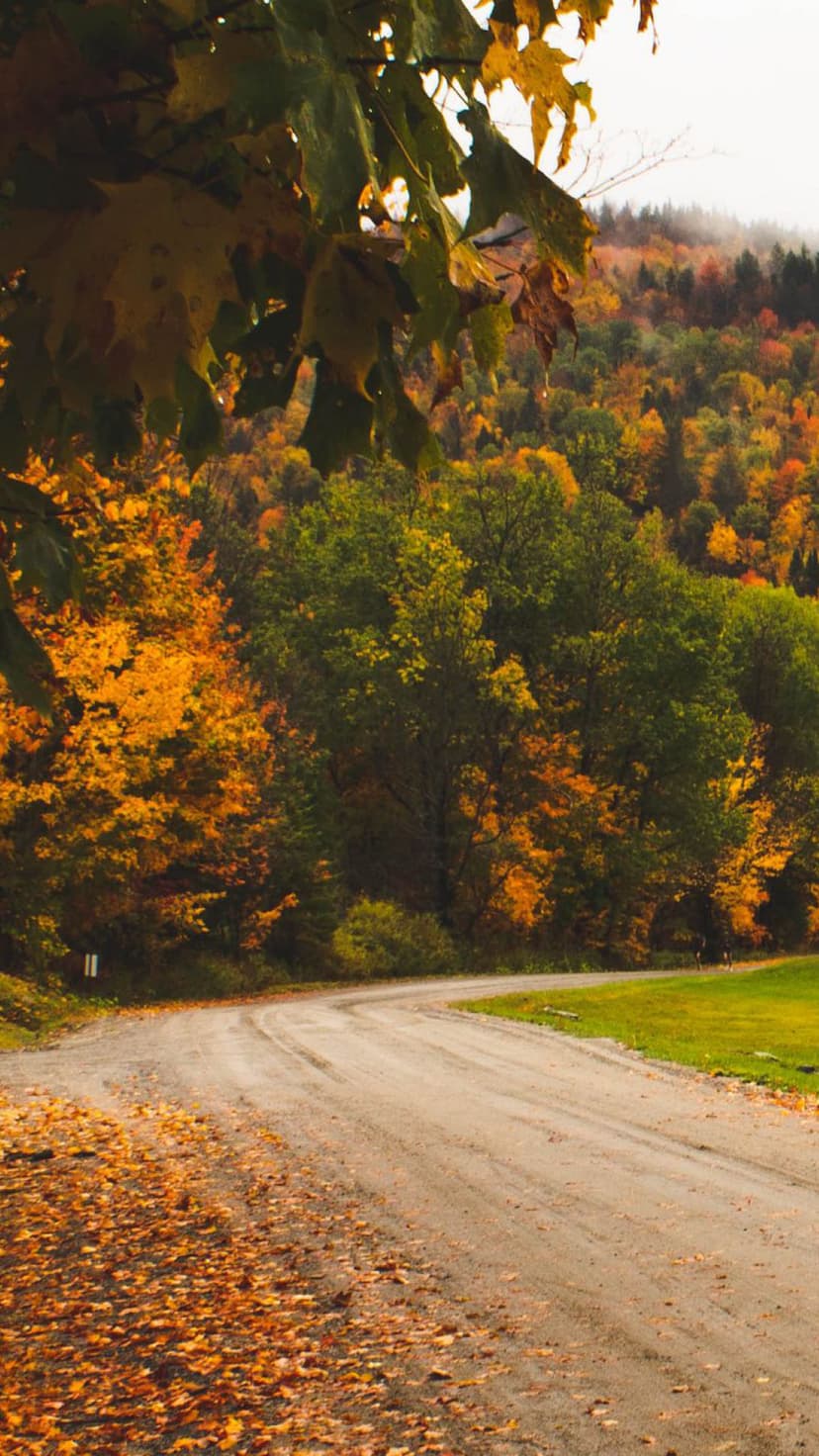 Winding dirt road disappearing into a foggy forest of red and orange autumn trees beneath misty mountain peaks.