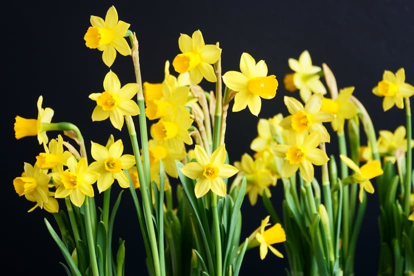 Golden daffodils with intricate trumpet petals emerge from a dark, shadowed background in a vertical shot.