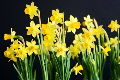 Bright Yellow Daffodils Against a Dark Background