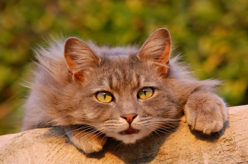 Fluffy gray tabby cat with yellow-green eyes peeks over a stone ledge against a blurred green leafy background.