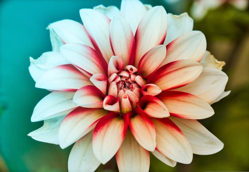 White dahlia petals with vibrant red tips radiate from a dense center in a macro botanical close-up photograph.