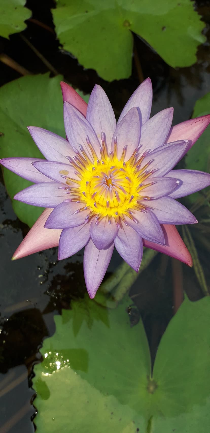 Purple lotus flower with a yellow center blooms among green lily pads in a peaceful freshwater pond setting.