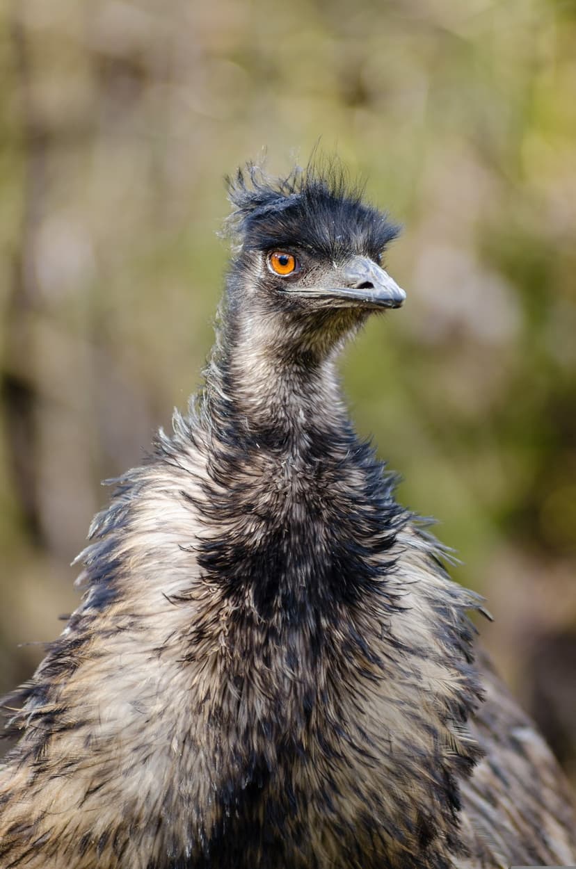Emu bird with a sharp orange eye and shaggy dark feathers against a blurred green and brown natural background.
