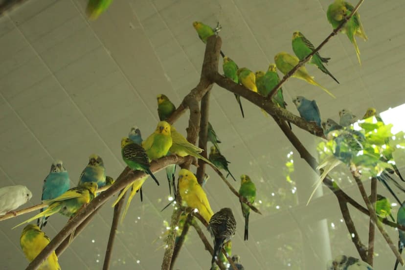 Green, blue, and yellow budgies perching on thin tree branches with detailed feathers and soft focus depth.