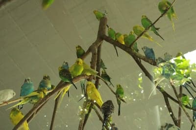 Colorful Budgie Parrot Flock Branch Phone Wallpaper