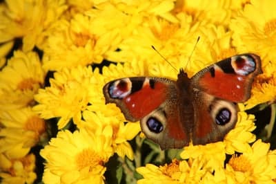 Peacock Butterfly on Vibrant Yellow Chrysanthemums