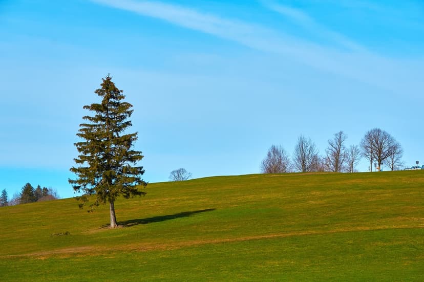 Lone fir tree casting a long shadow on a grassy green hill beneath a vast bright blue sky during a sunny day.