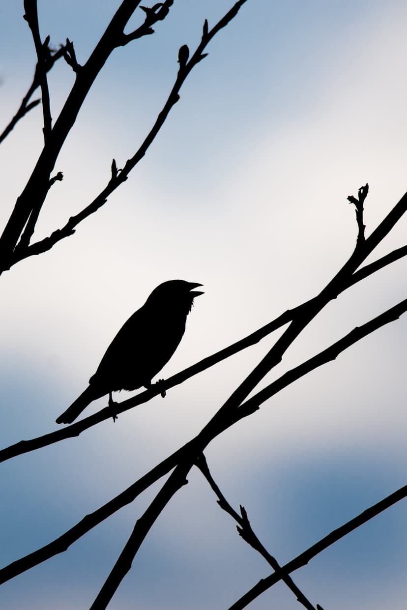 Small bird with an open beak perches on dark tree branches against a soft blue and white cloudy sky.