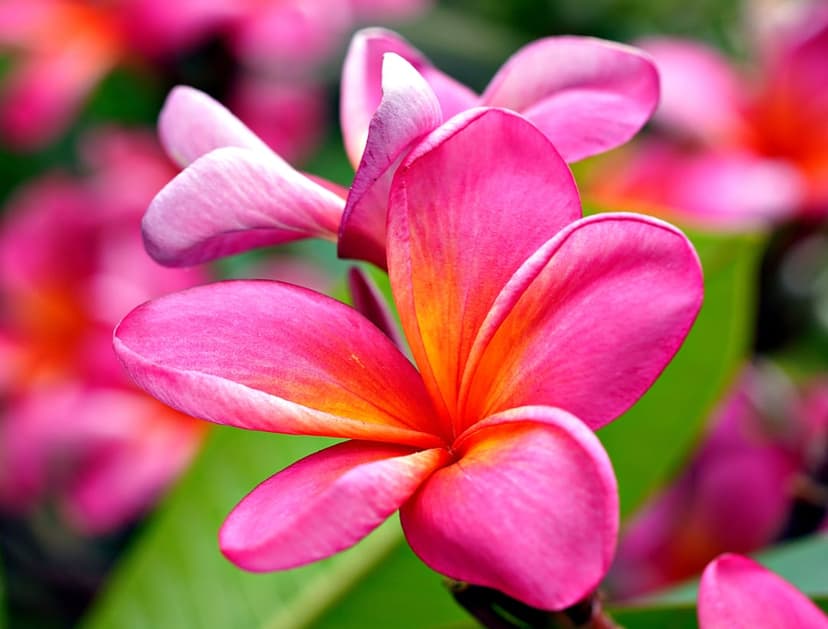 Pink plumeria flower with a yellow center and soft fuchsia petals against a blurred green tropical background.