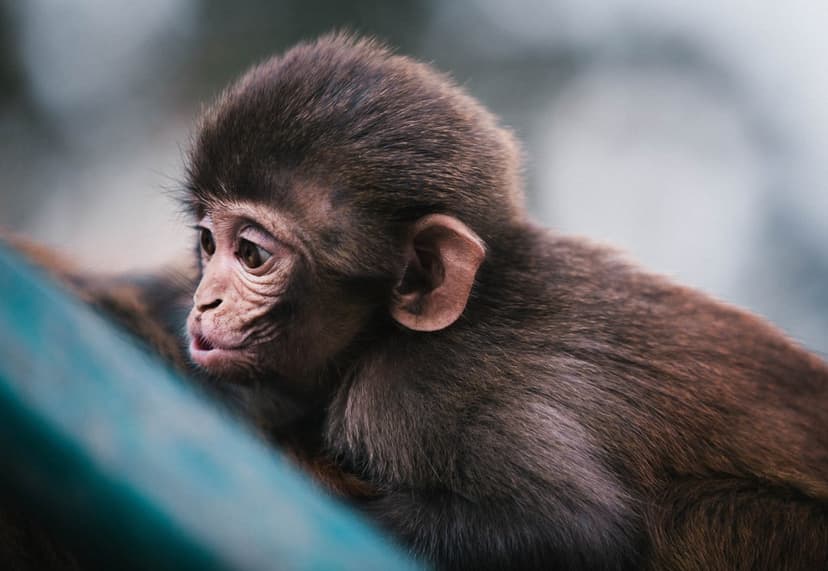 Young monkey with brown fur and expressive dark eyes looking sideways against a blurred natural background.