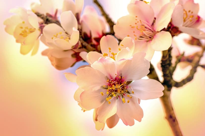 Pink cherry blossoms with visible stamen grow on a branch against a blurred pastel pink and green background.