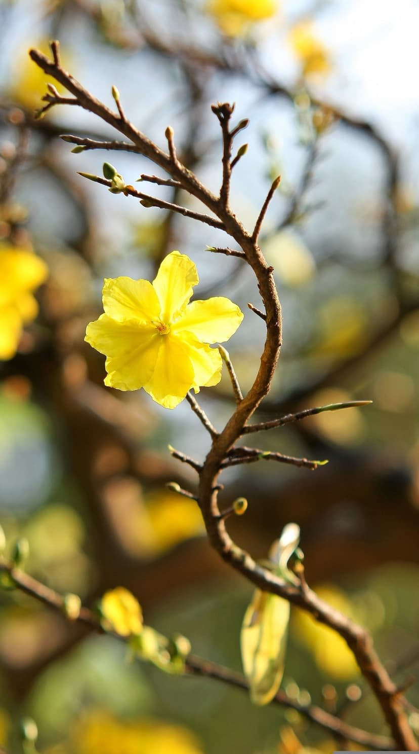 Yellow five-petal flower blooms on a slender branch with a soft-focus bokeh of sunlit spring foliage and buds.