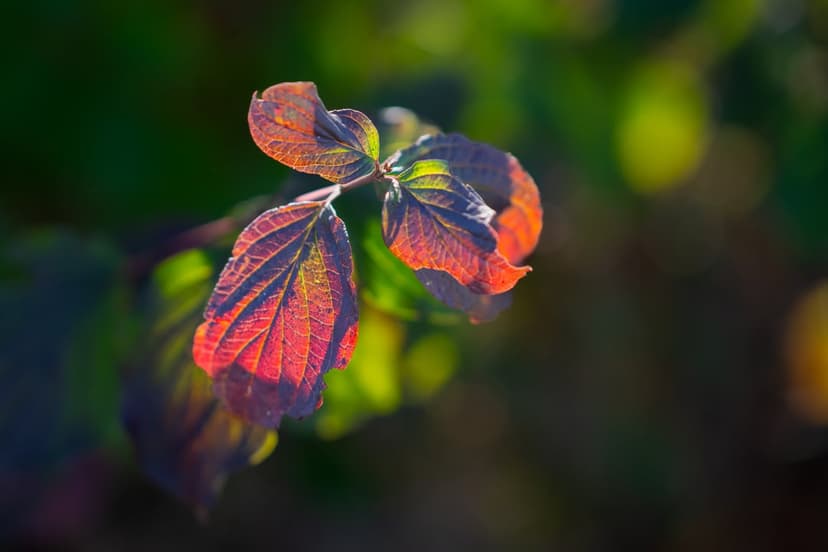 Sunlit red and orange autumn leaves with detailed veins set against a soft green and yellow bokeh background.