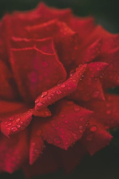 Crimson Rose Petals with Dewdrops Macro Mobile Wallpaper