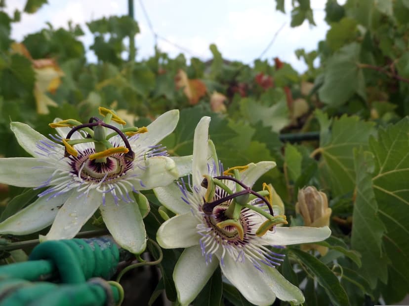 Purple Passion Flower Bloom Vertical Phone Wallpaper