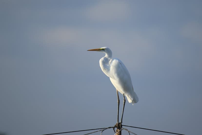 Great Egret with white feathers and a yellow beak perches on thin wires against a cloudy blue sky background.