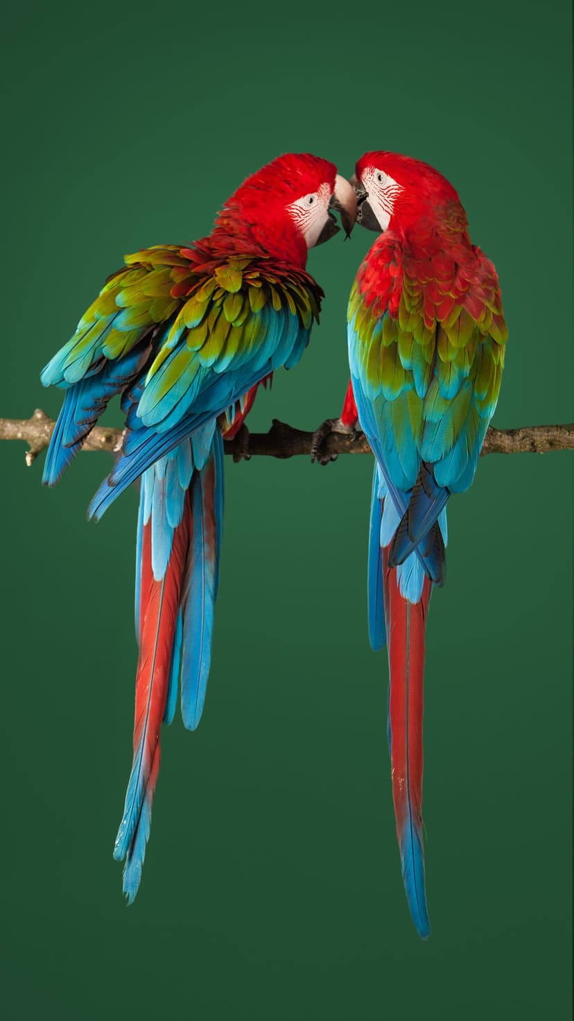Two red and green macaws perch on a textured branch against a solid green background in a detailed close-up.