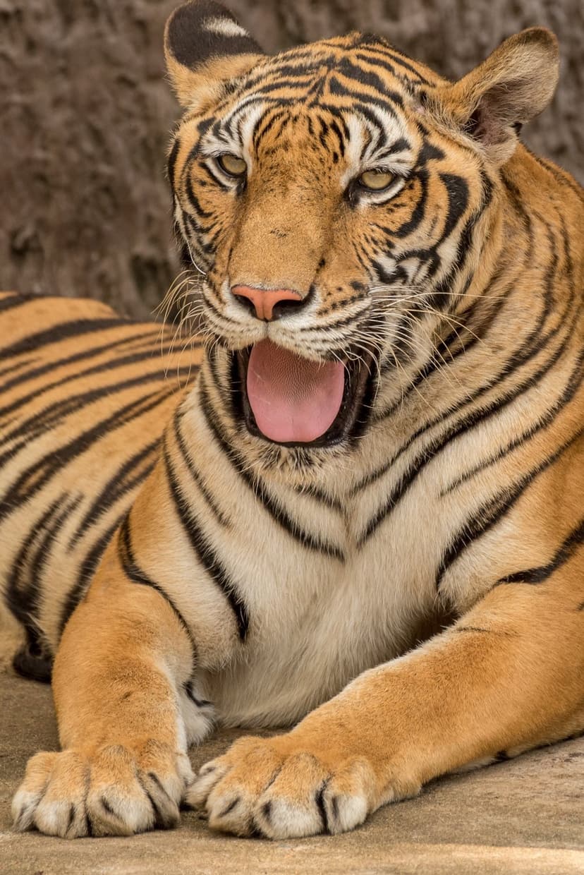 Tiger yawning with mouth wide open showing pink tongue and whiskers against a blurred grey stone background.